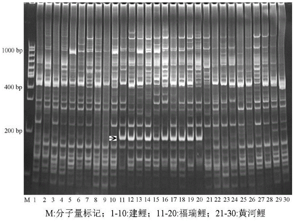 Molecular marker for identifying carp varieties and method for identifying by utilizing molecular marker