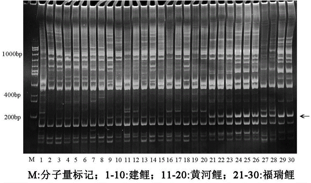 Molecular marker for identifying carp varieties and method for identifying by utilizing molecular marker