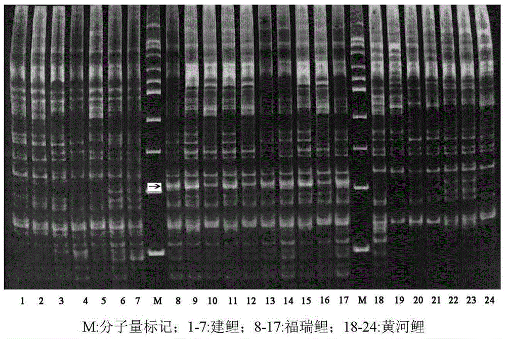 Molecular marker for identifying carp varieties and method for identifying by utilizing molecular marker