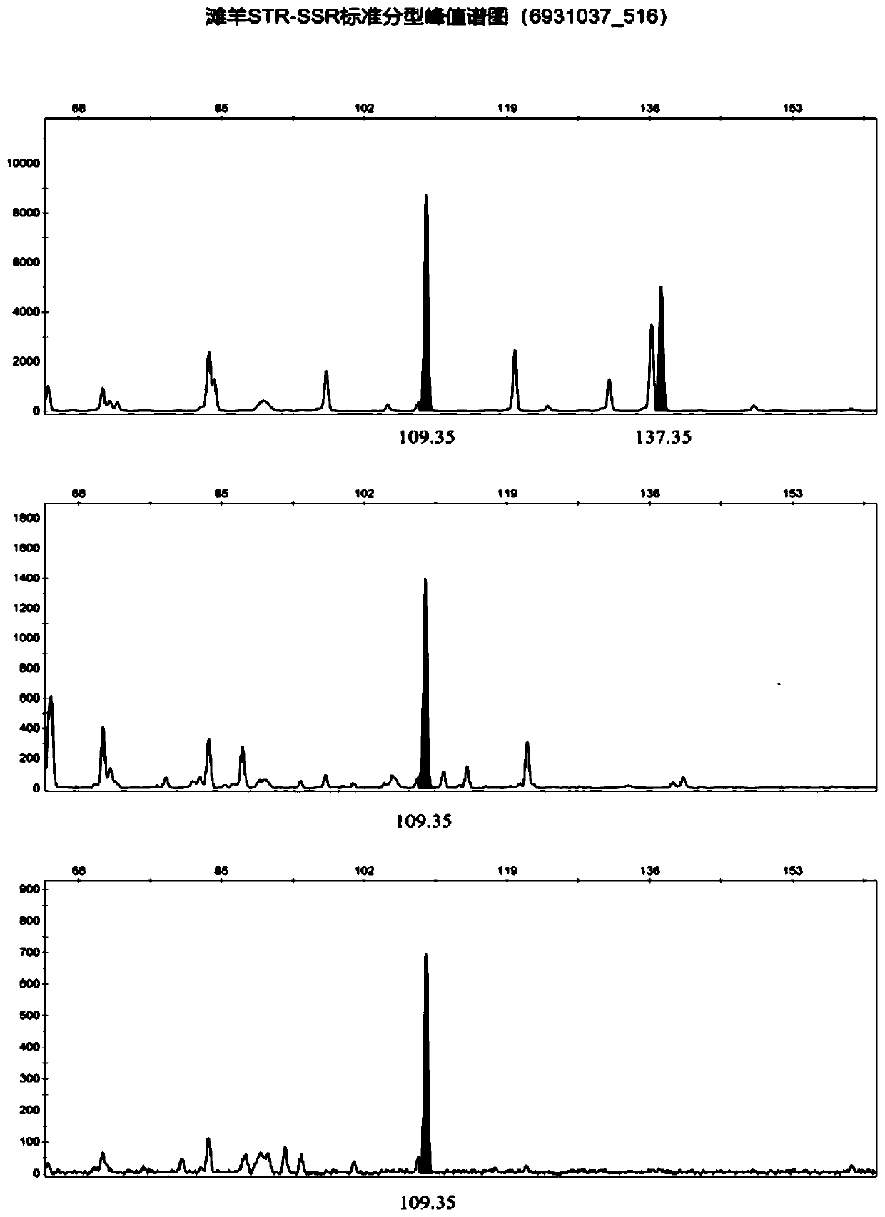 Affinis sheep meat detection method based on species specificity STR-SS