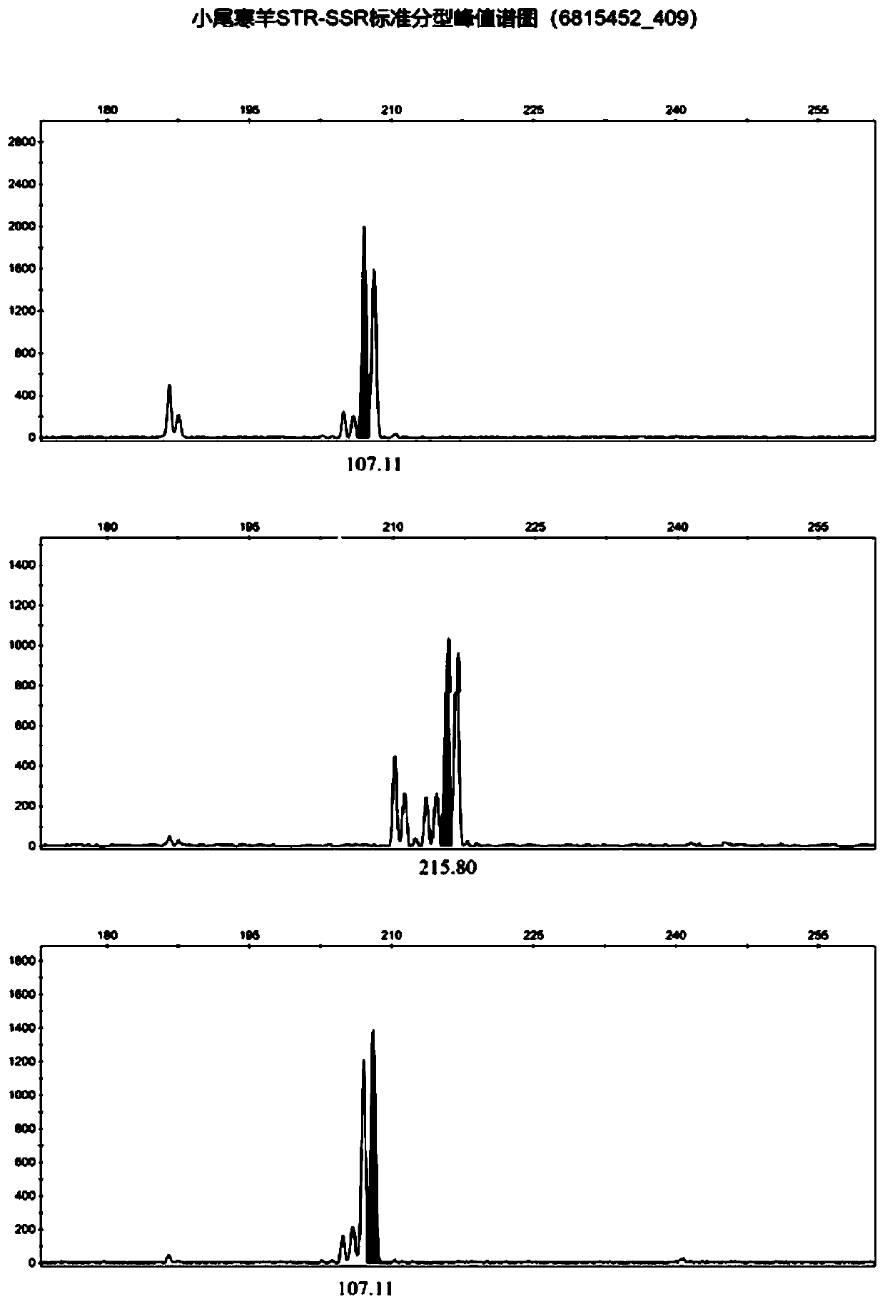 Affinis sheep meat detection method based on species specificity STR-SS