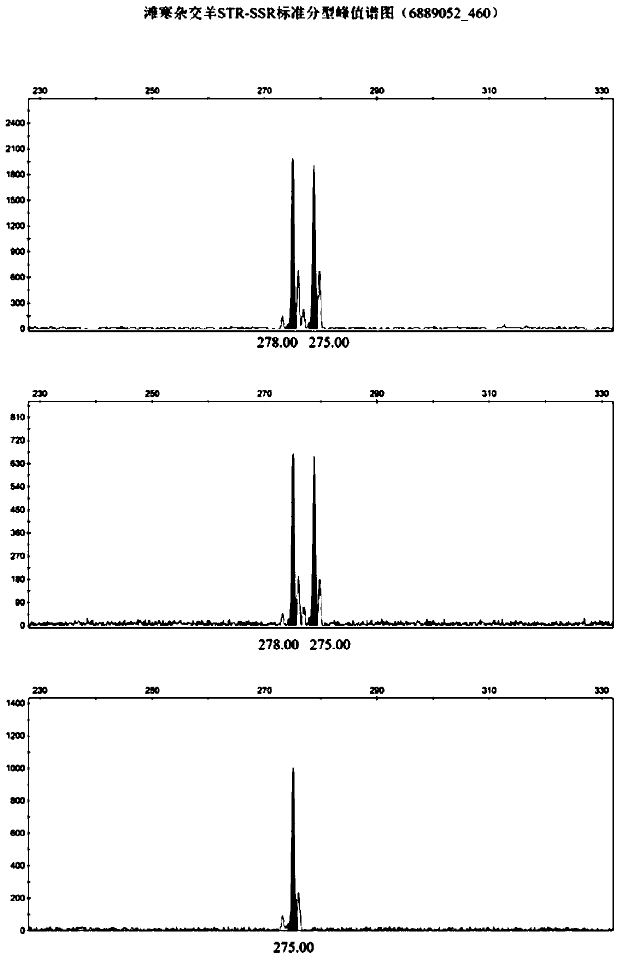 Affinis sheep meat detection method based on species specificity STR-SS