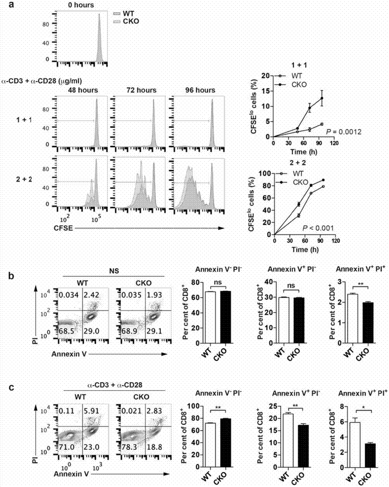 New application of acyl coenzyme A:cholesterol acyltransferase ACAT1 inhibitor