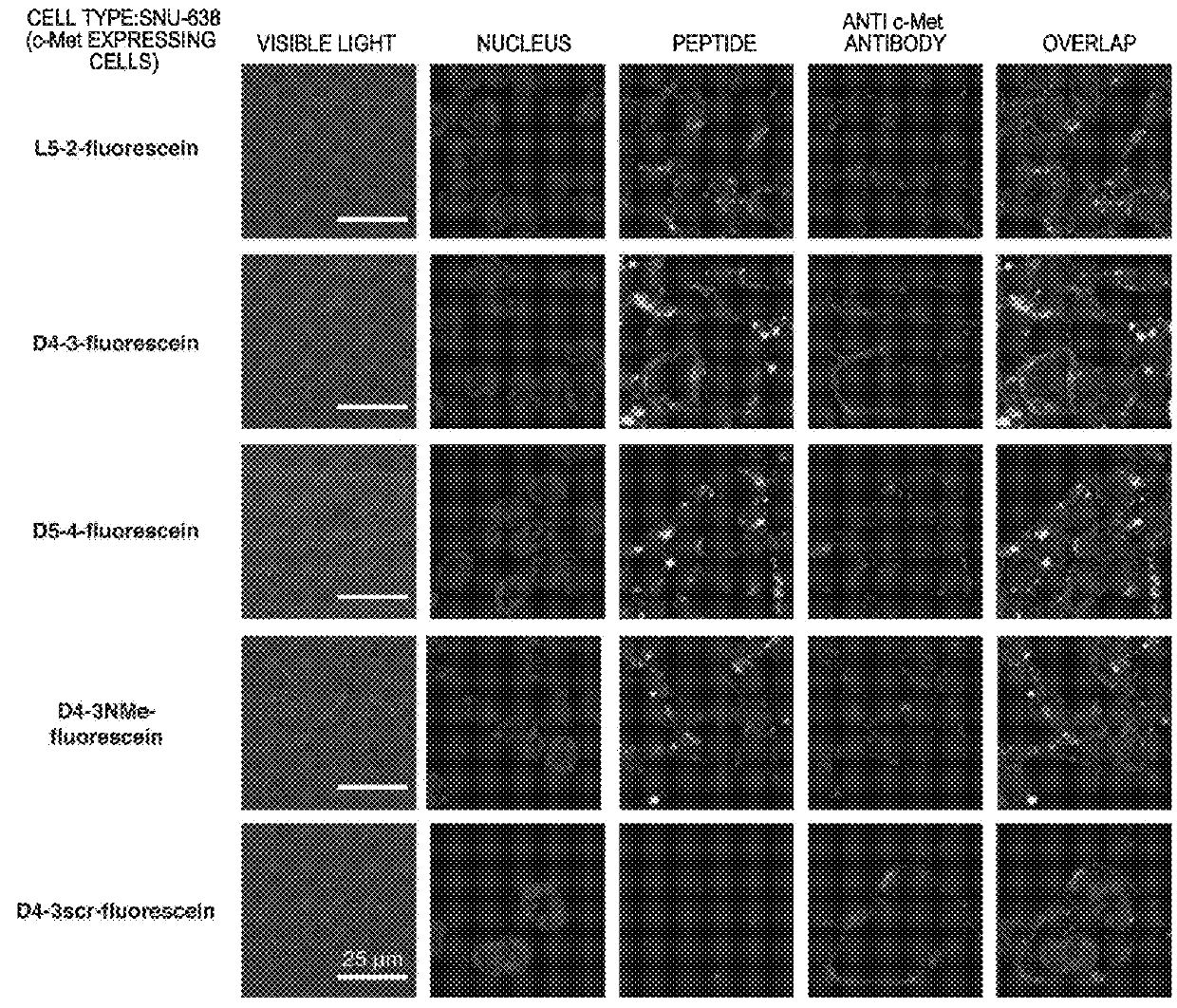 c-Met protein agonist