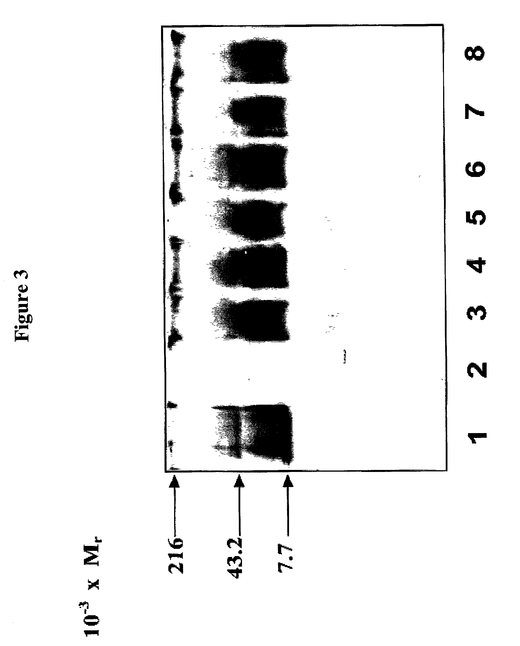 Compositions and methods for eliciting an immune response to Gram-negative bacterial infections