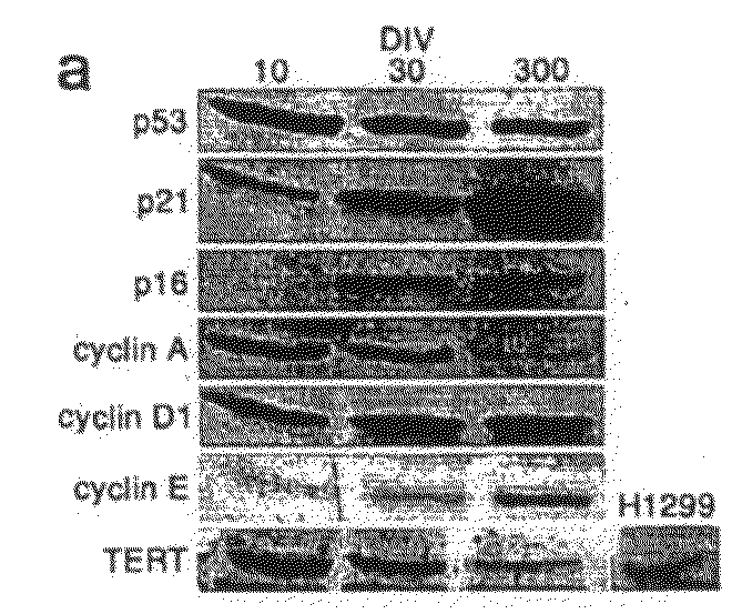 Indefinite culture of human adult glia without immortalization and therapeutic uses thereof