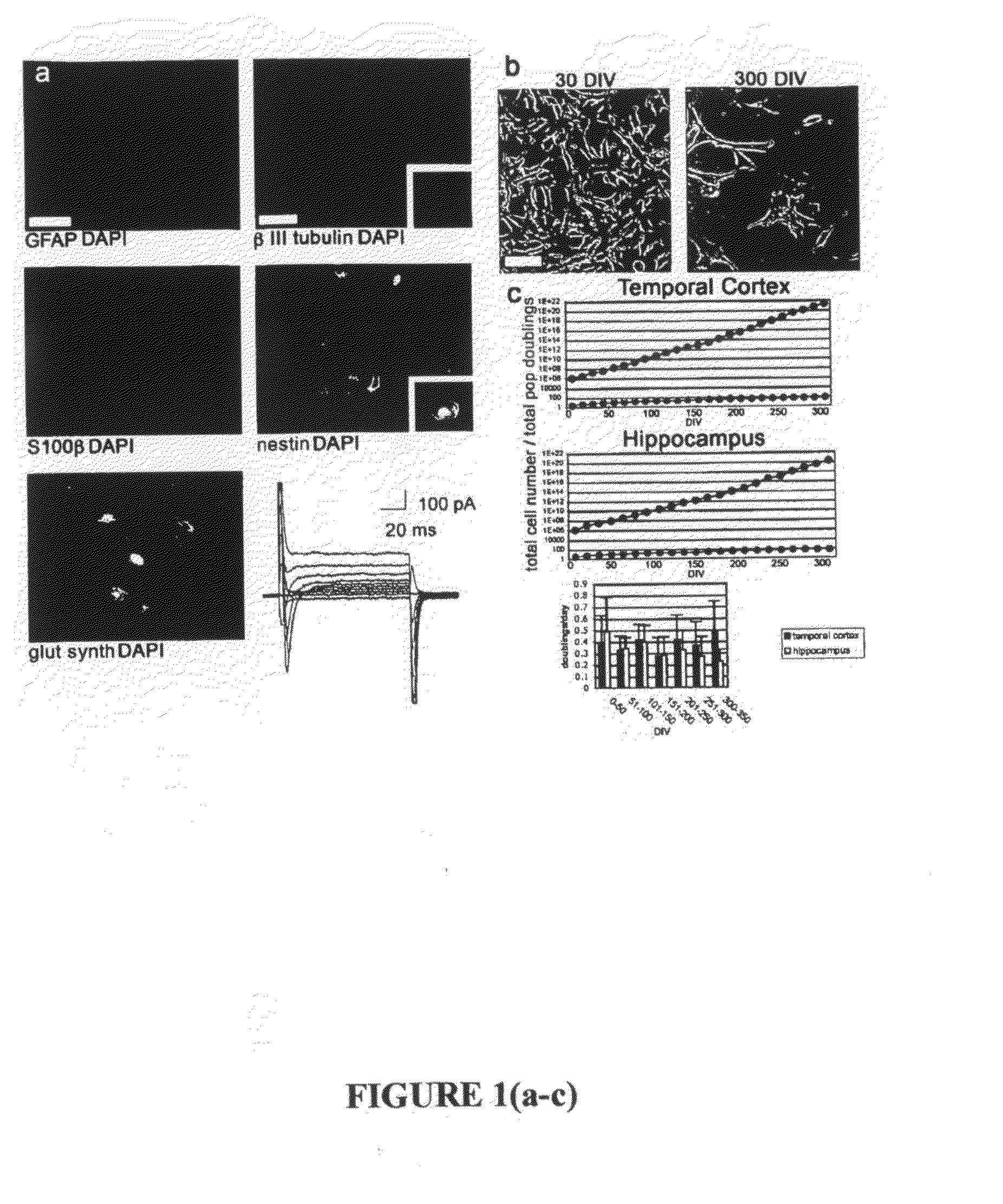 Indefinite culture of human adult glia without immortalization and therapeutic uses thereof