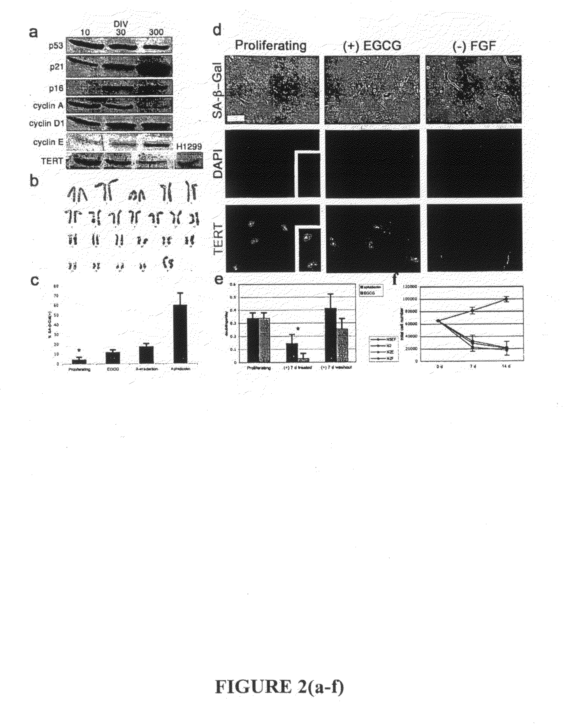 Indefinite culture of human adult glia without immortalization and therapeutic uses thereof