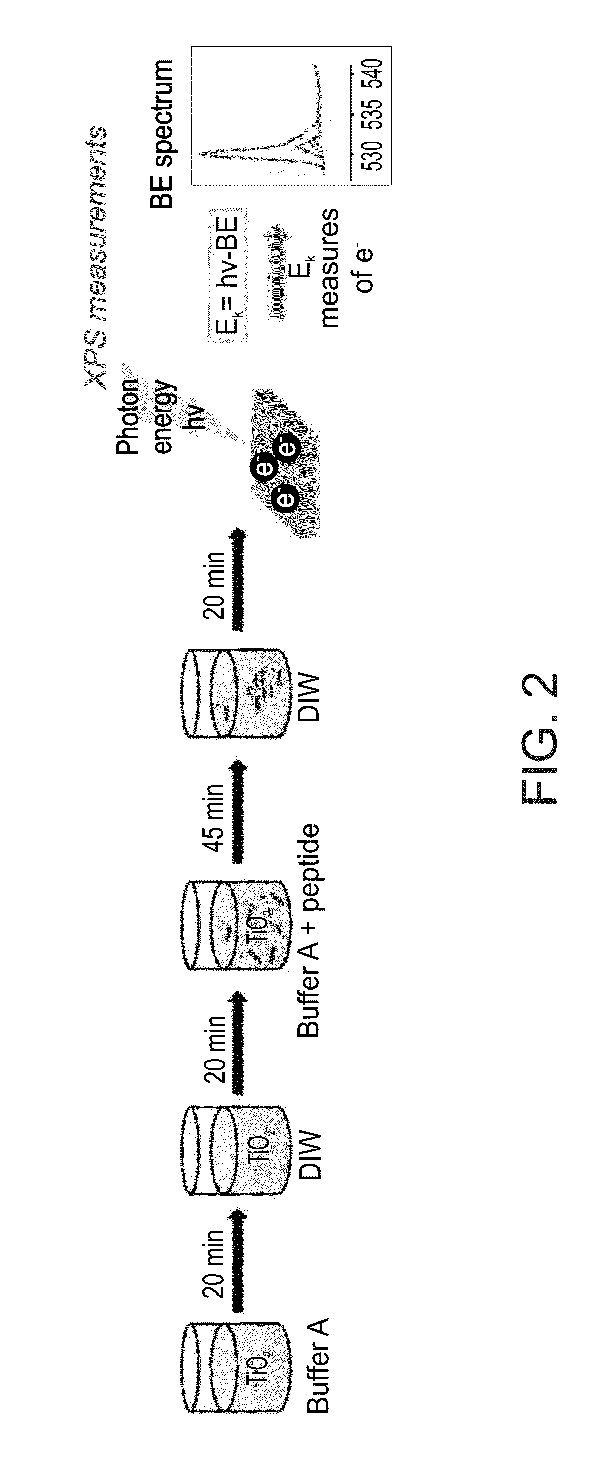 Functionalized titanium binding peptides and implants coated with same