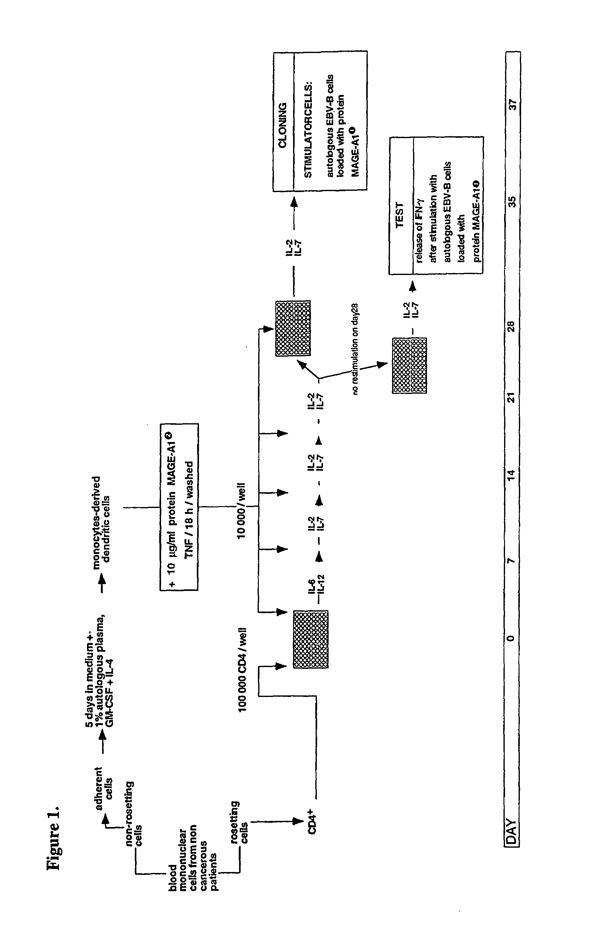 MAGE-A1 peptides presented by HLA class II molecules