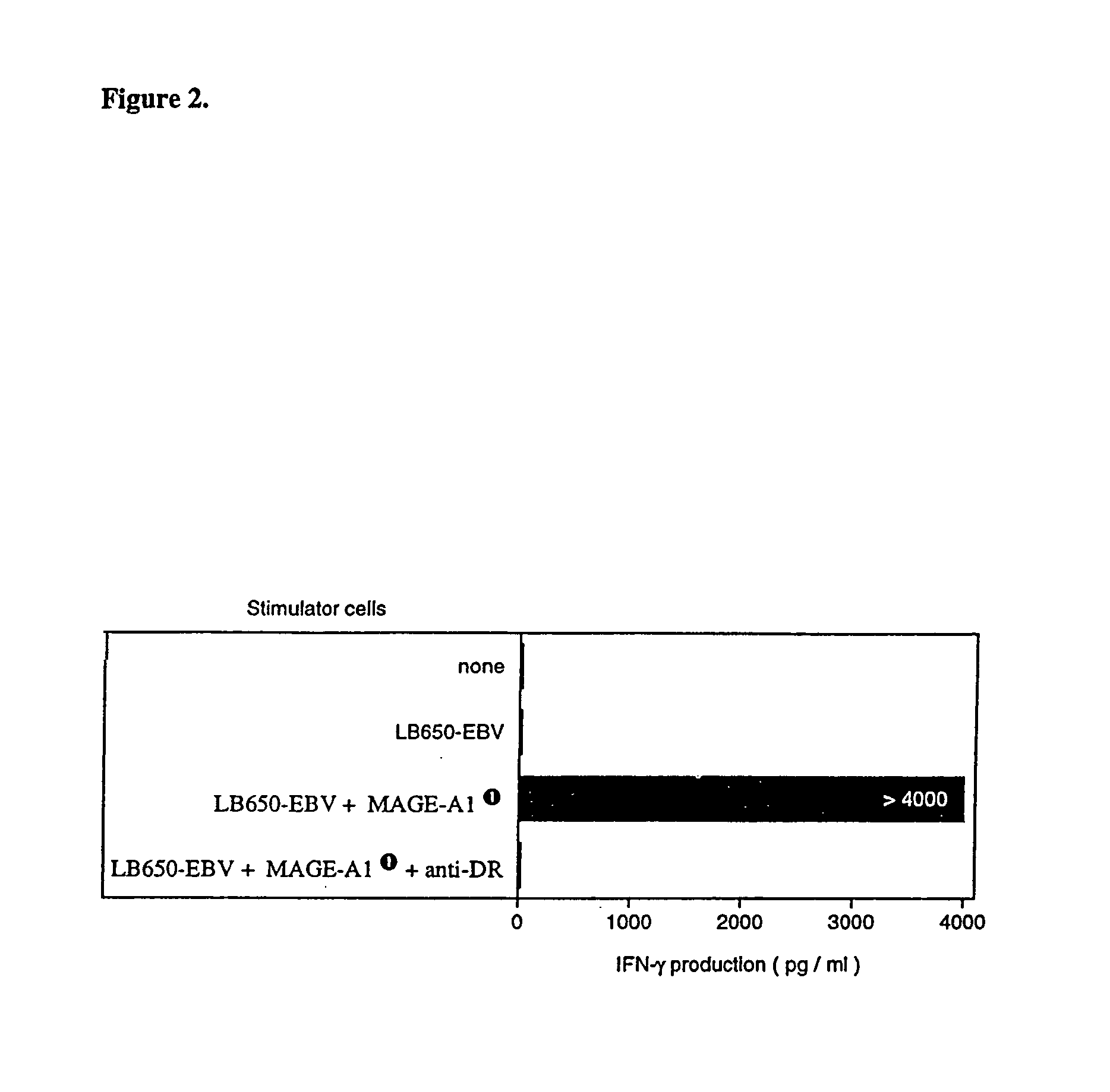 MAGE-A1 peptides presented by HLA class II molecules