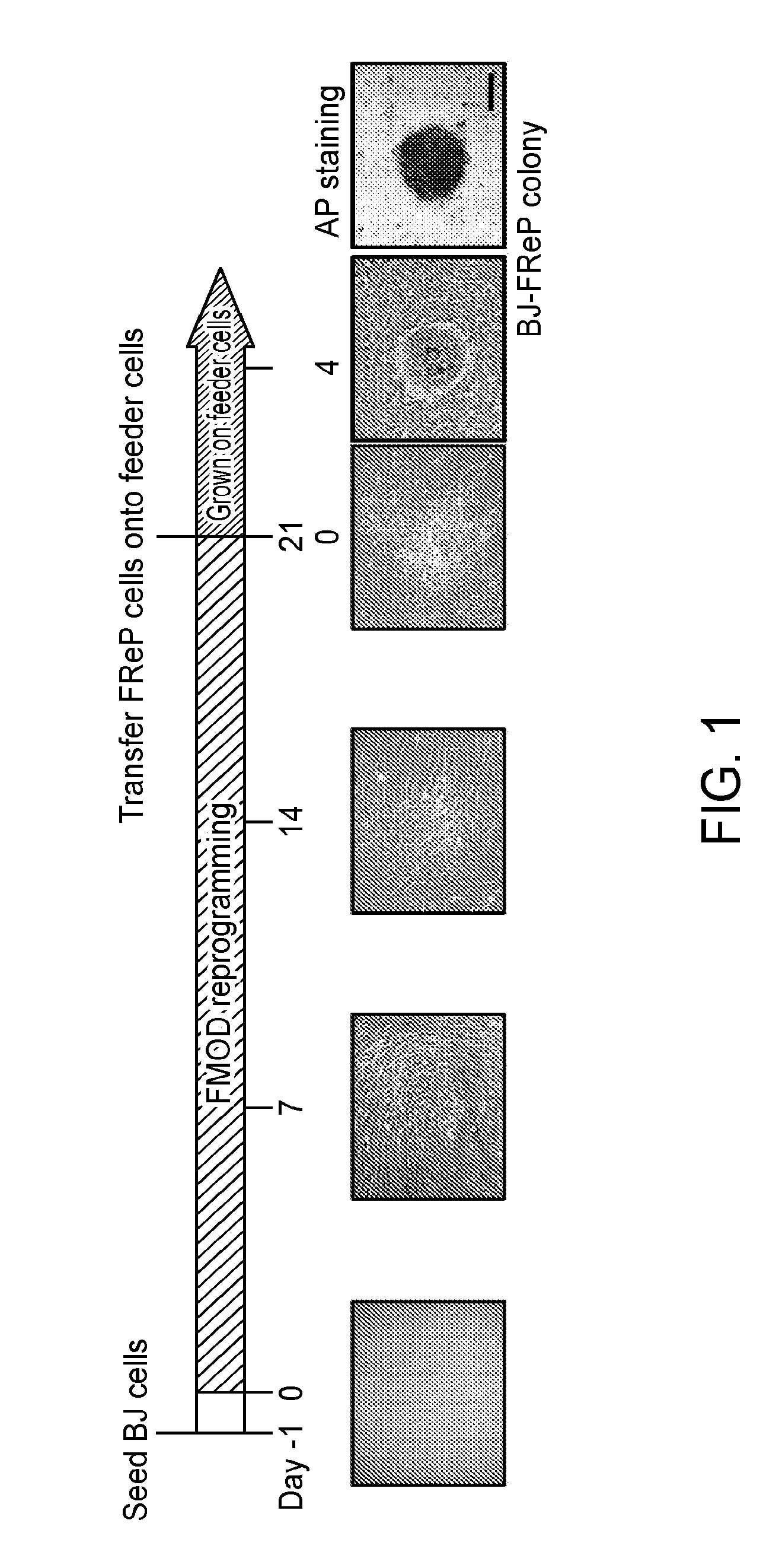 Method and composition for inducing human pluripotent stem cells