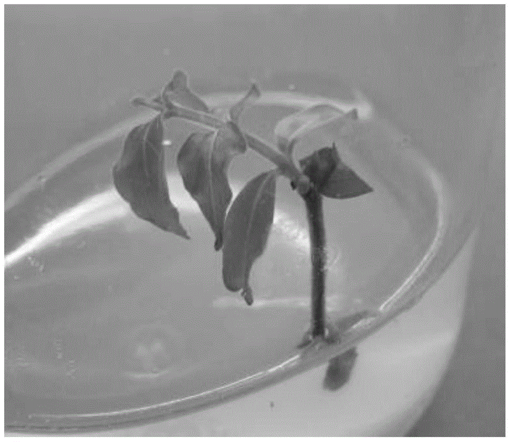 A kind of tissue culture rapid propagation method of American red leaf crape myrtle