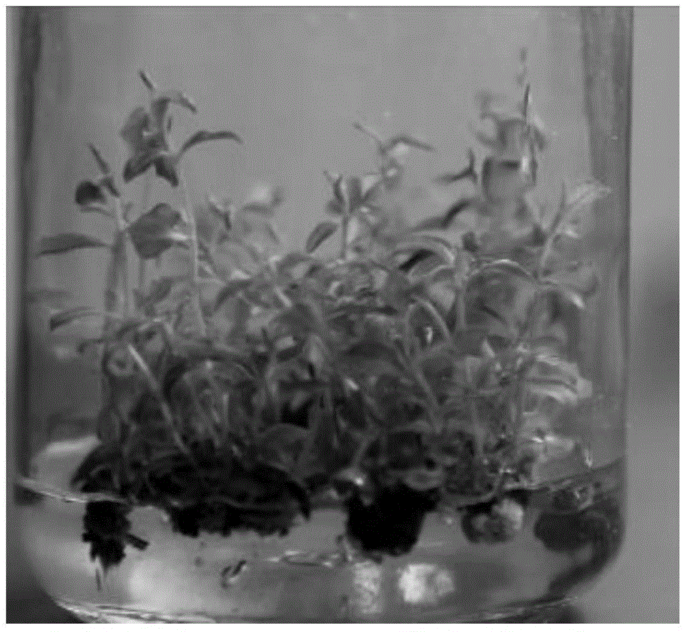 A kind of tissue culture rapid propagation method of American red leaf crape myrtle