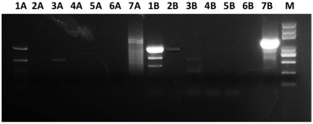 Tea tree CsANS promoter and application thereof