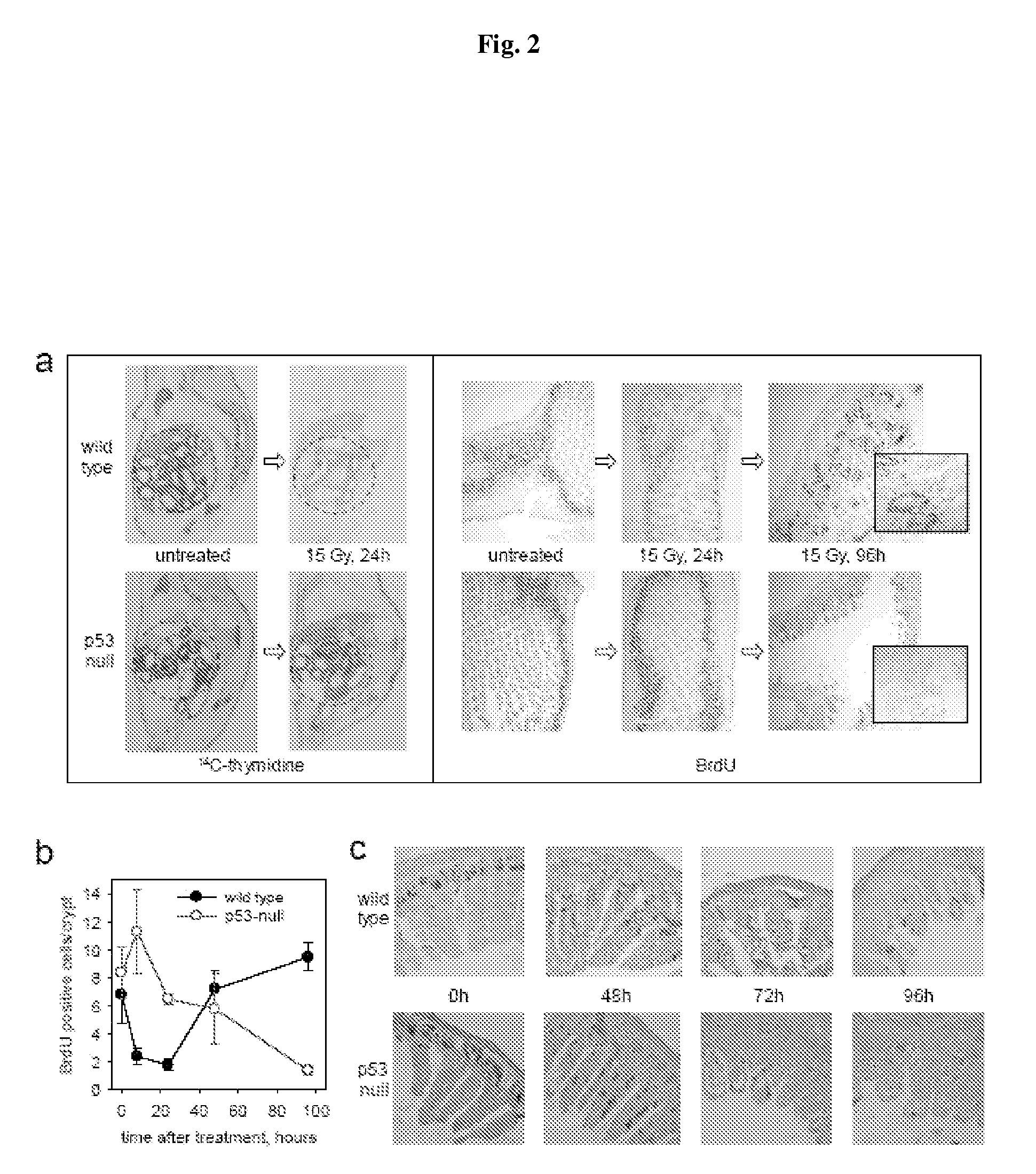 Method for Reducing The Effects of Chemotherapy Using Flagellin Related Polypeptides