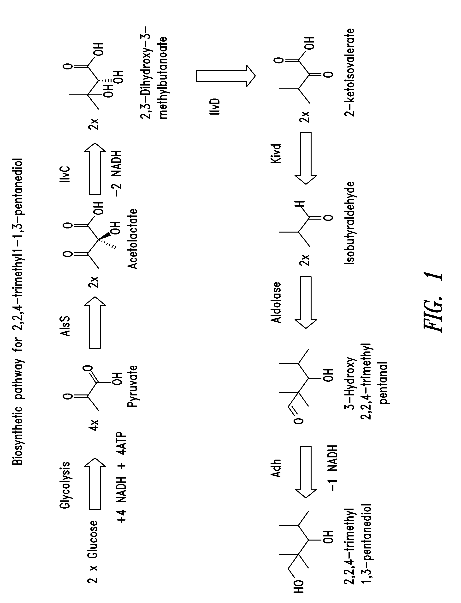 Biosynthesis of commodity chemicals