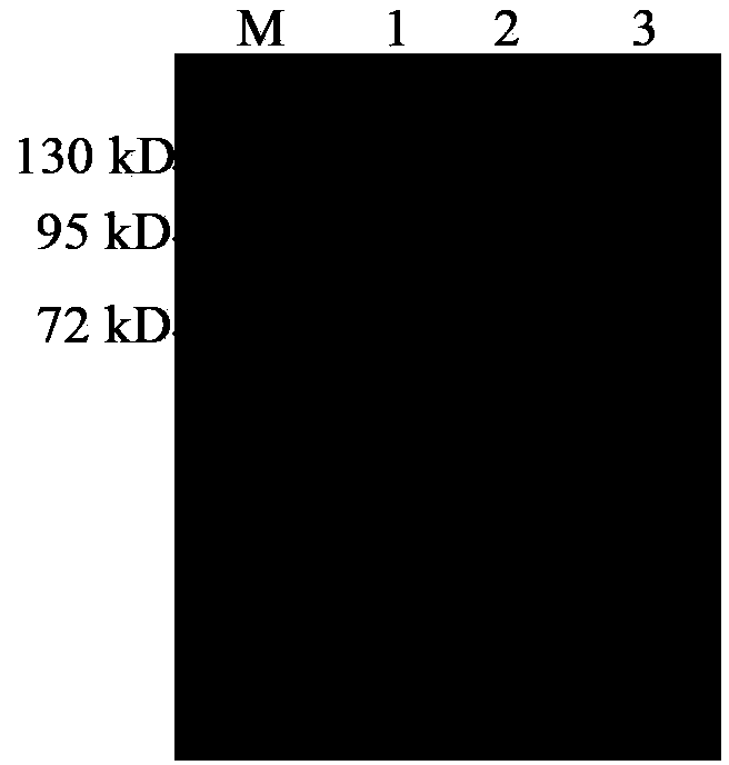 Recombined lipoxygenase and preparation method thereof