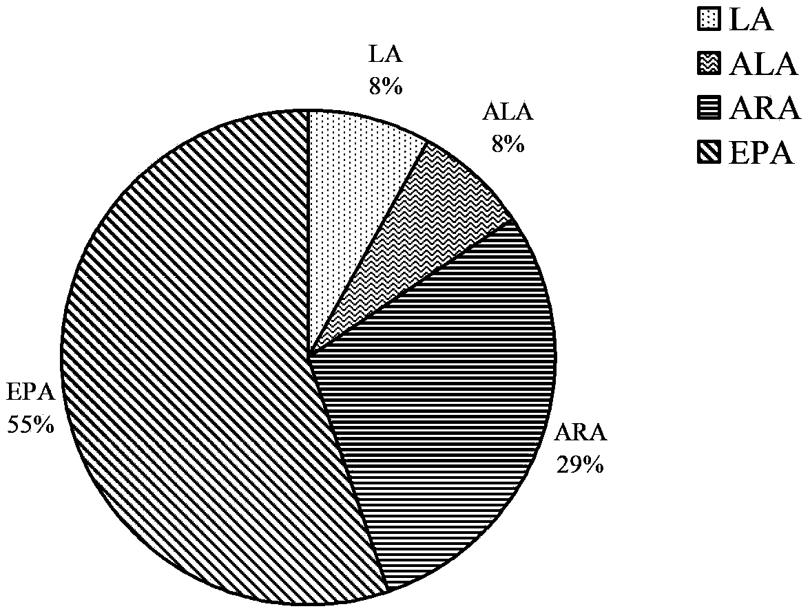 Recombined lipoxygenase and preparation method thereof