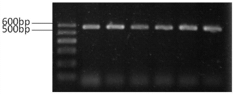 SNP marker related to miniature pig type 2 diabetes and SNP marker detection method as well as application of SNP marker