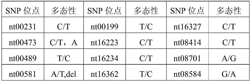 Medicolegal rapid detection kit based on 21 SNP (Single Nucleotide Polymorphism) mitochondrion loci