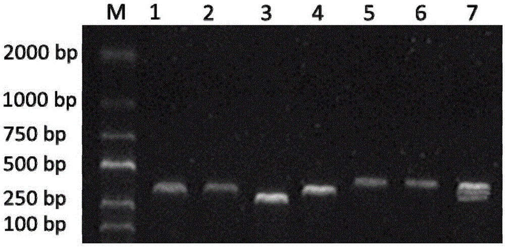 Medicolegal rapid detection kit based on 21 SNP (Single Nucleotide Polymorphism) mitochondrion loci