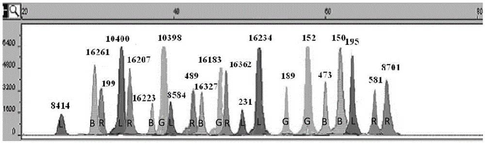 Medicolegal rapid detection kit based on 21 SNP (Single Nucleotide Polymorphism) mitochondrion loci