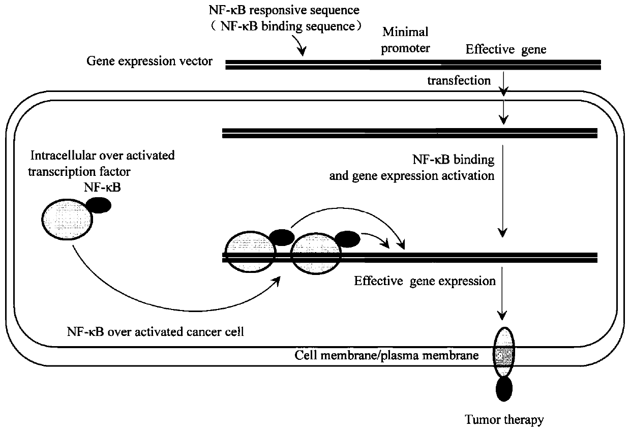 A tumor cell-specific effector gene expression vector initiated by NF-κB, its expression product and application