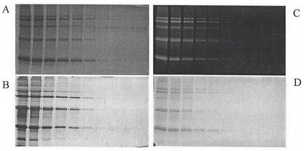 Application of Eosin and Its Derivatives in Protein Detection