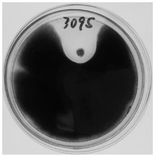 Streptomyces hydrogenans and application thereof in biological control