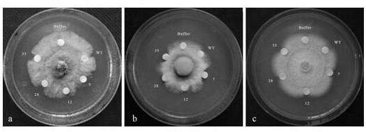 A kind of Panax notoginseng plant hormone binding protein gene  <i>pnphbp1</i> and application