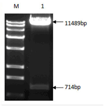 Duck virus hepatitis suicide DNA vaccine, as well as constructing method and application thereof