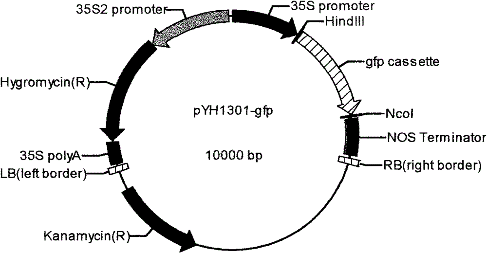 Method for constructing RNA (Ribonucleic Acid) interference vector by directly annealing multi-primers