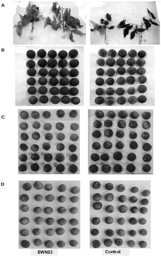 Biocontrol strain EWN23 for preventing and treating litchi downy blight and application thereof