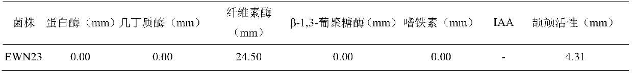 Biocontrol strain EWN23 for preventing and treating litchi downy blight and application thereof