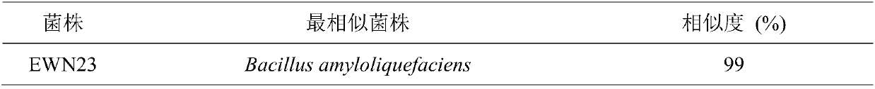 Biocontrol strain EWN23 for preventing and treating litchi downy blight and application thereof