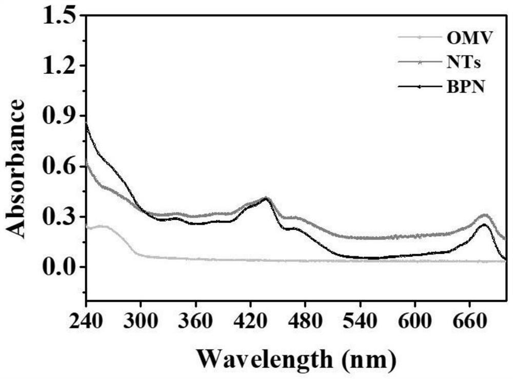 Fusion vesicle derived from bacteria and plants as well as preparation method and application of fusion vesicle