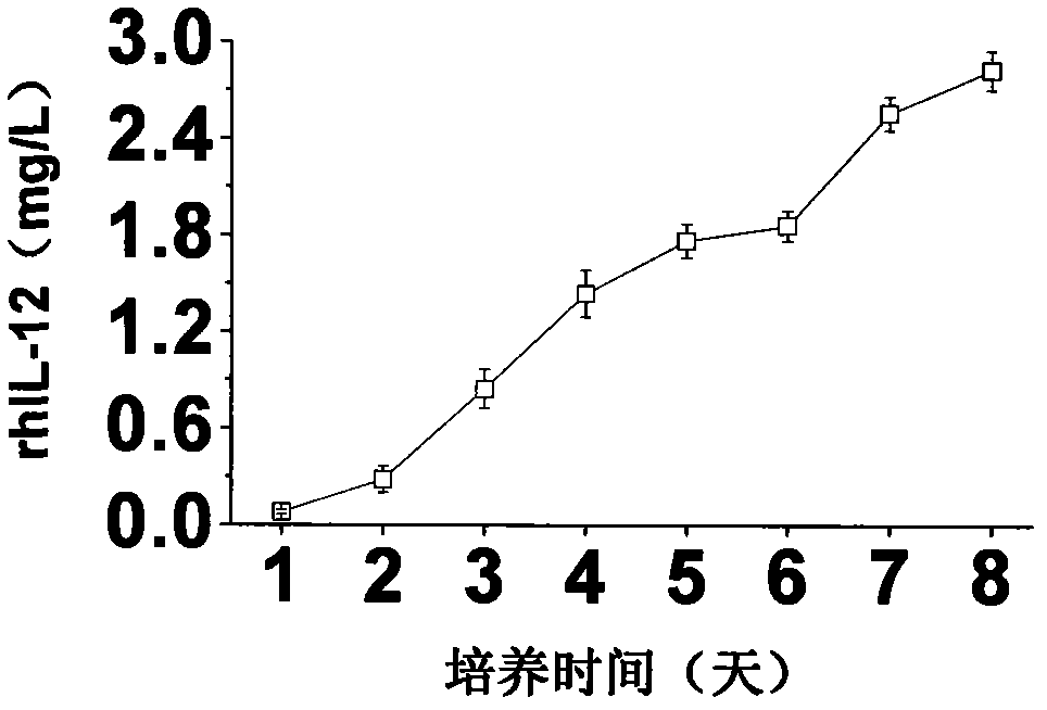 Large-scale serum-free culture method for rhIL-12 engineering cells