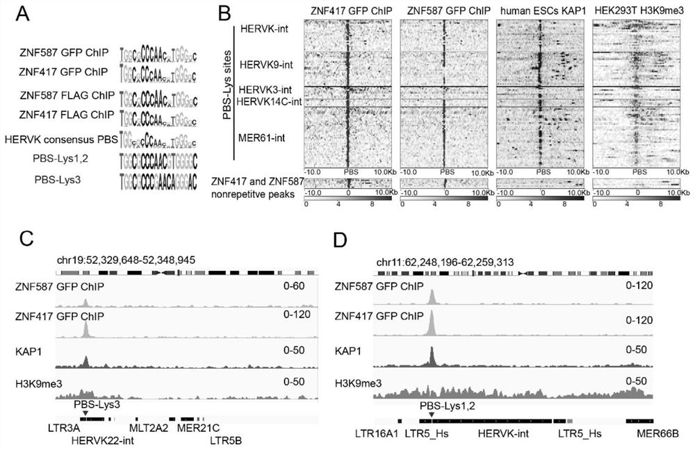 Method for inhibiting HIV virus replication by targeting reverse transcription primer binding site