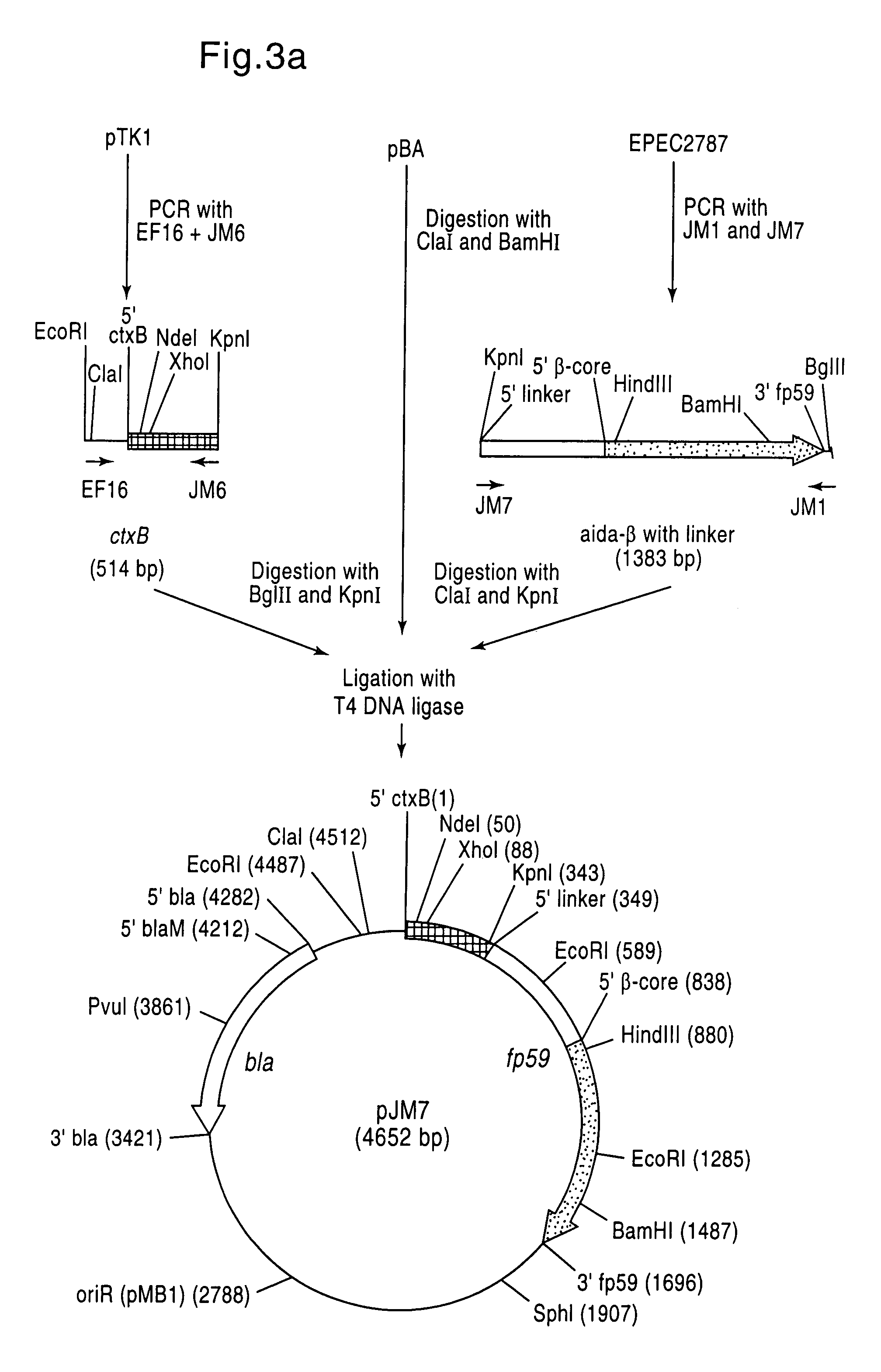 Export systems for recombinant proteins