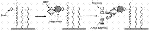 Method for detecting lung infection pathogenic bacteria by adopting visual gene chip