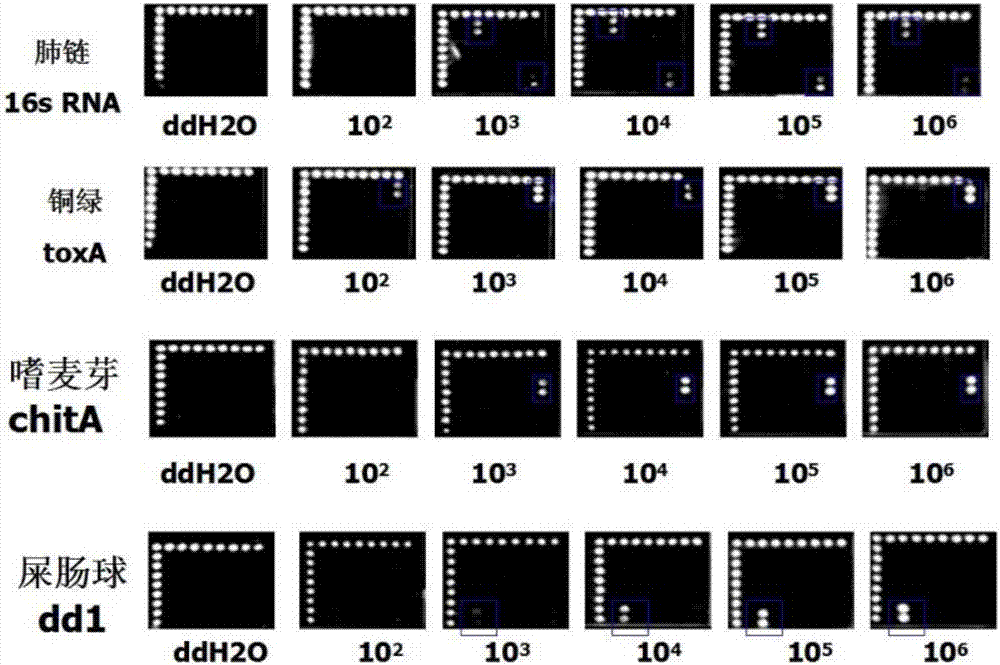 Method for detecting lung infection pathogenic bacteria by adopting visual gene chip