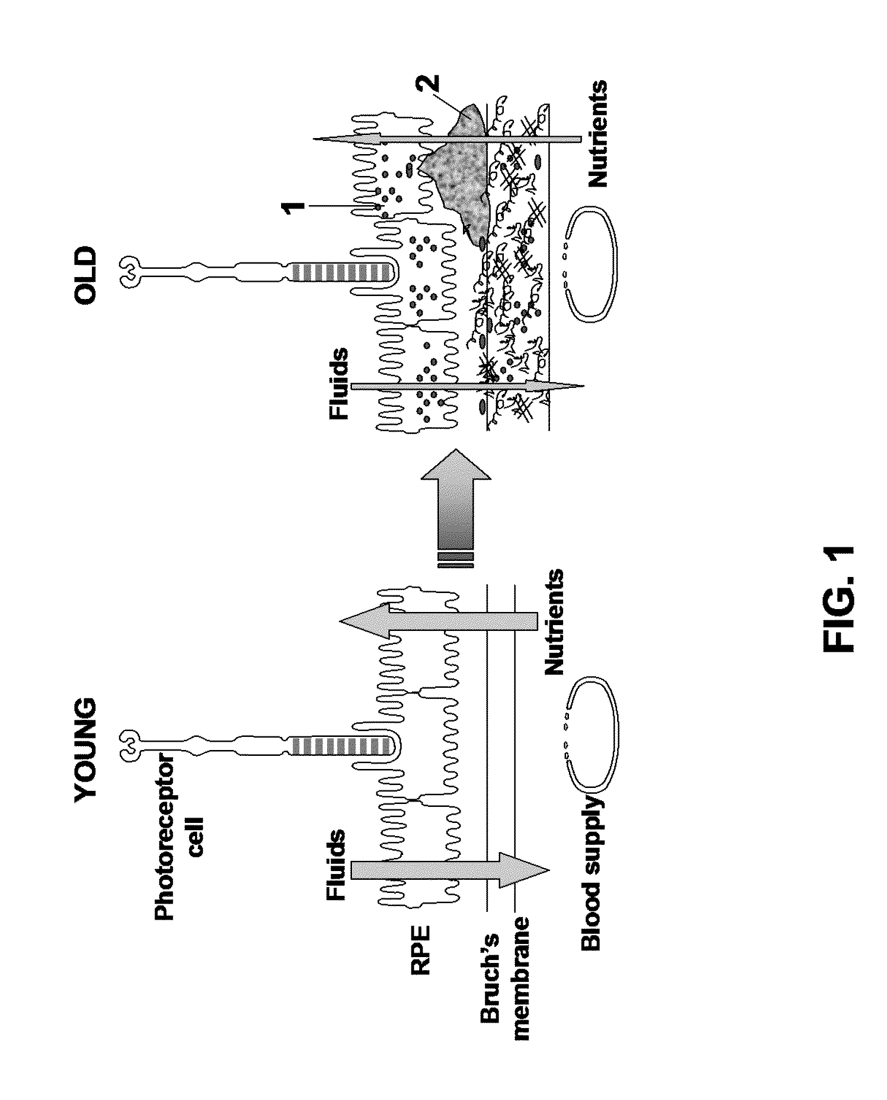 Composition for Preventing and Treating Vision Deterioration and Age-Related Macular Degeneration through Retinal Repair Using Ginseng/Red Ginseng Extracts and Ginsenoside