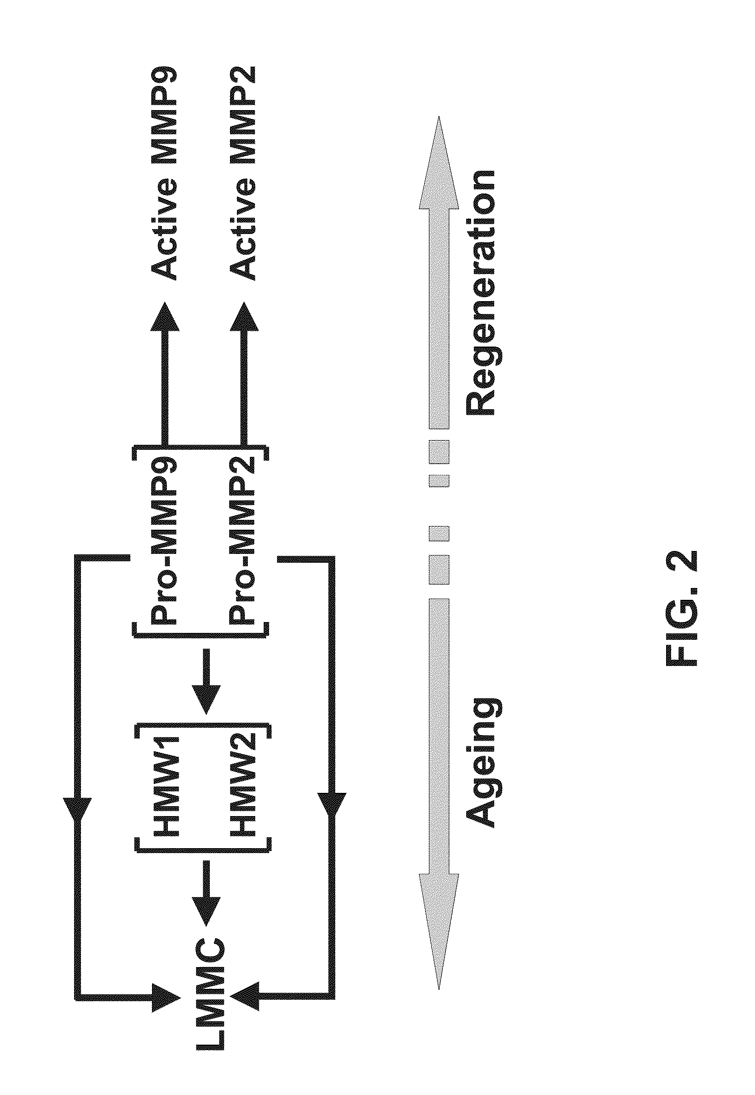 Composition for Preventing and Treating Vision Deterioration and Age-Related Macular Degeneration through Retinal Repair Using Ginseng/Red Ginseng Extracts and Ginsenoside