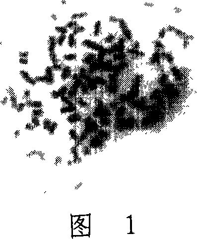 HAb18GC2 monoclonal antibody and its light and heavy chain variable area genes, coding polypeptide and use