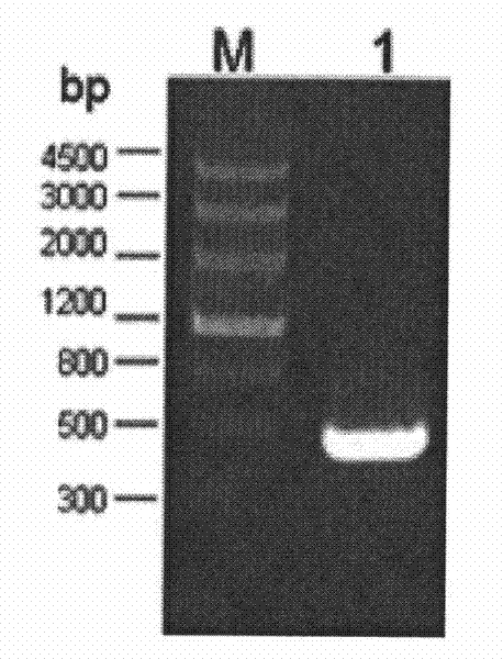 Genetic engineering bacterium of Gluconobacter oxydans (G.oxydans) and application thereof