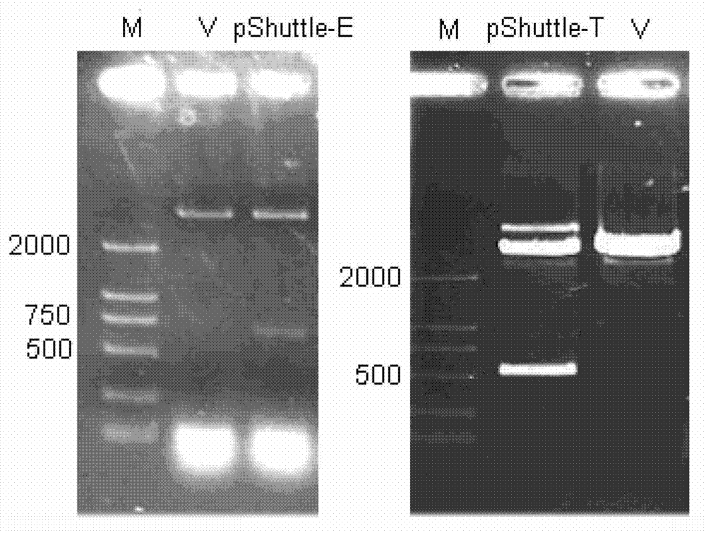 Gene drug for combined treatment on tumors, and use thereof