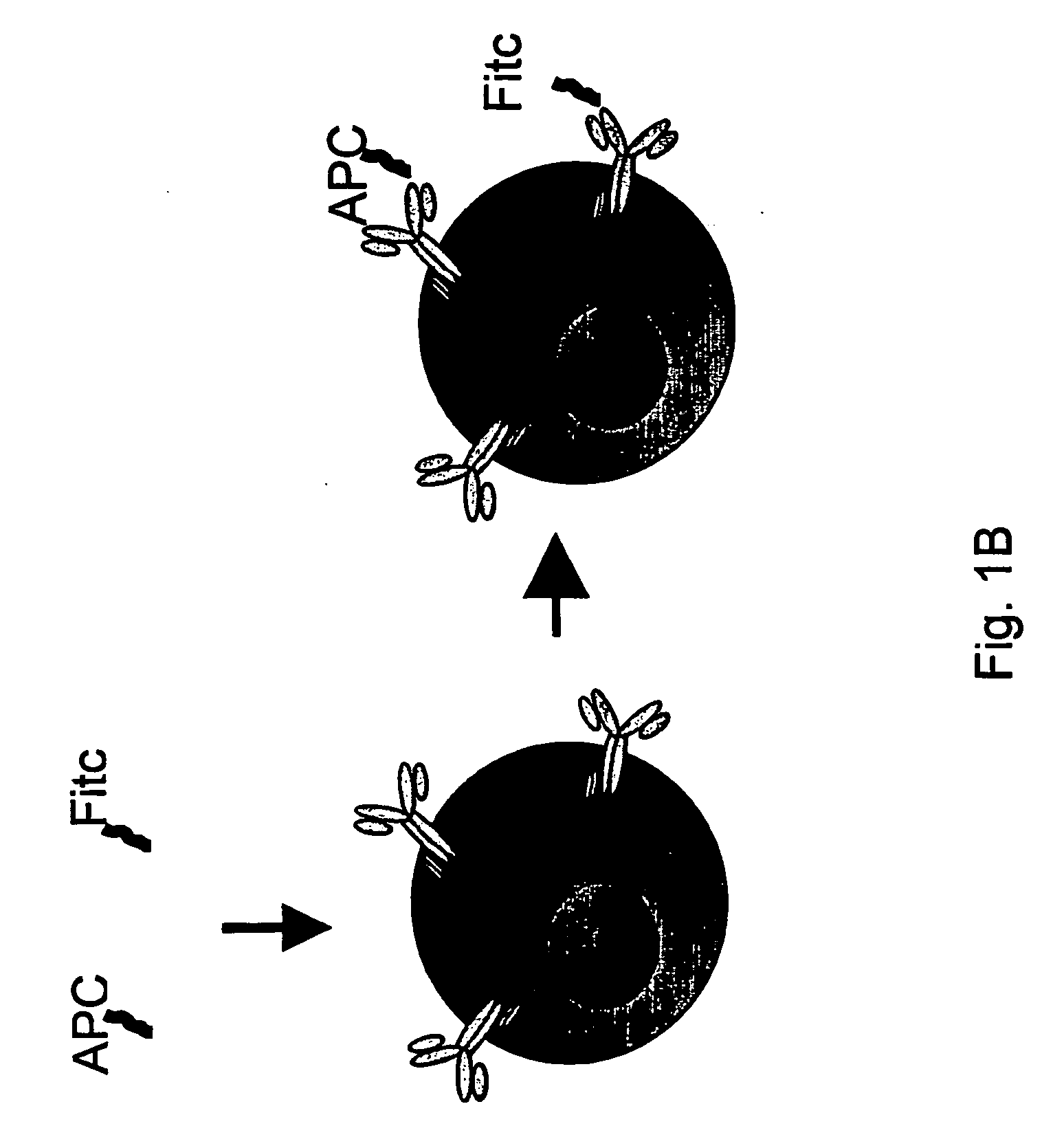 Early B-cell detection for selecting vaccines