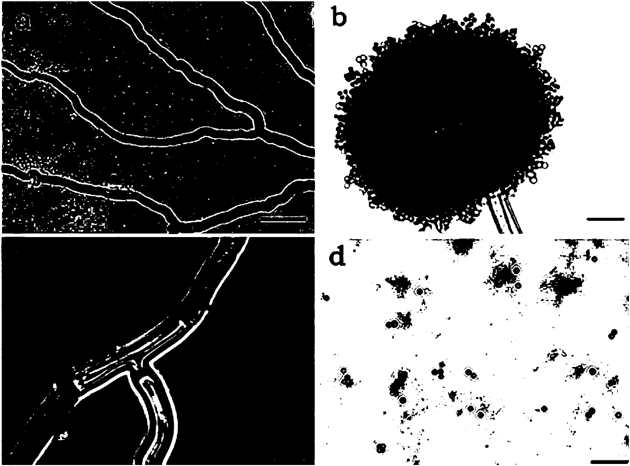 Preparation and application of aspergillus niger used for phosphate degrading, potassium degrading and cellulose degradation and microbial agent of aspergillus niger