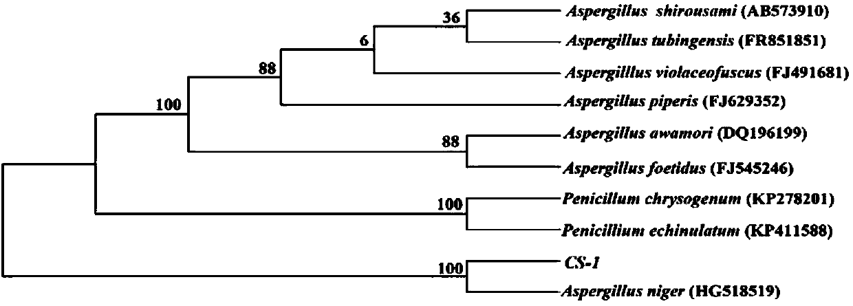 Preparation and application of aspergillus niger used for phosphate degrading, potassium degrading and cellulose degradation and microbial agent of aspergillus niger